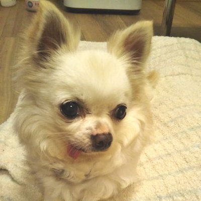 まめめ (@shima508810) / Posts / X