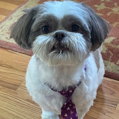 joeyshihtzu99 Profile Picture