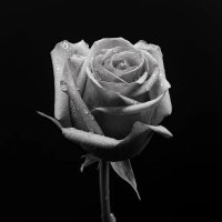 for • u (@sexualnudez) 's Twitter Profile