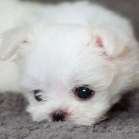 요롱이 (@yor0ng) 's Twitter Profile Photo
