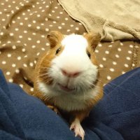 ききょう (@platycodon666) 's Twitter Profile