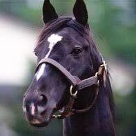 nike_Stallion's profile picture. ダビマス専用アカウント