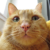 Meowby (@meowbymeow) Twitter profile photo