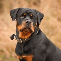 Rottweiler Community(@Rottie_owners) 's Twitter Profile Photo