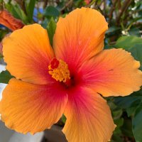 Heike Hatzmann (@heikehatzmann) Twitter profile photo