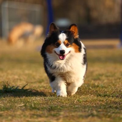 jiayudu's profile picture. 