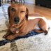 Dachshund 0 (@dachshu_0) Twitter profile photo Dachshund 0 (@dachshu_0) Twitter profile photo