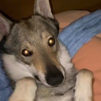 Alias (@alias_wf) 's Twitter Profile