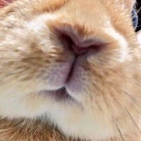 アオイ☺︎ ®︎5才ちゃん🐰 (@mnty0525___ryu) 's Twitter Profile