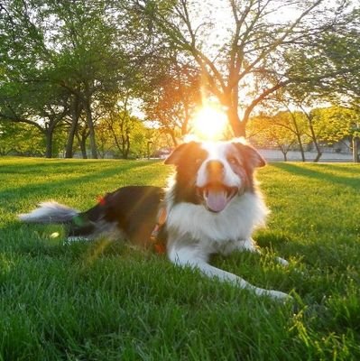 CityZendogs Profile Picture