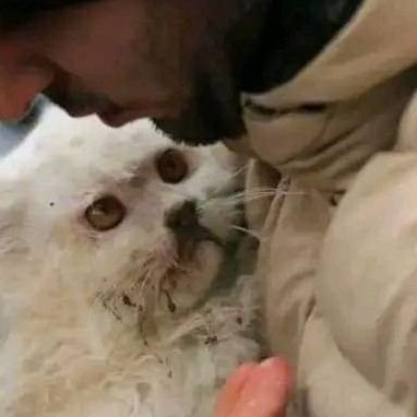 I love animals very much. I also love cats, but I am defeated when I look at ♥️🌹♥️😸cats eating street food.😸🐈