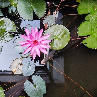 Sajid88123's profile picture. 