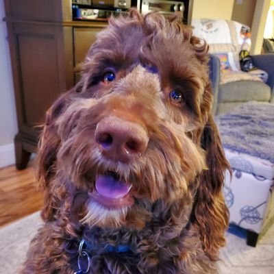 Retired hyperbaric nurse, Paranormal & wine enthusiast...Novice birder. Fully vaxed. Caretaker of chocolate Goldendoodle named Dutch (07/06/2021)