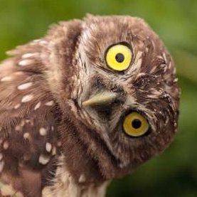 Cioettaman's profile picture. Coo-coo