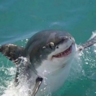 23 // he/him :: free palestine 🇵🇸• i like sharks :3 🏳️⚧️