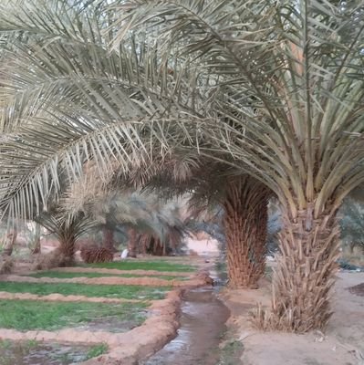 مسلم يحب المسلمين ، وأسأل الله العظيم رب العرش العظيم أن يهديني للحق ويهدي المسلمين لصراطه المستقيم ويثيتنا على دينه ، و يهدي الناس جميعا