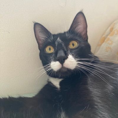 florvianaojeda1's profile picture. 