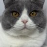 peryoshi_'s profile picture. SOHA