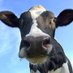 Beef (@beefmanluke0) Twitter profile photo Beef (@beefmanluke0) Twitter profile photo