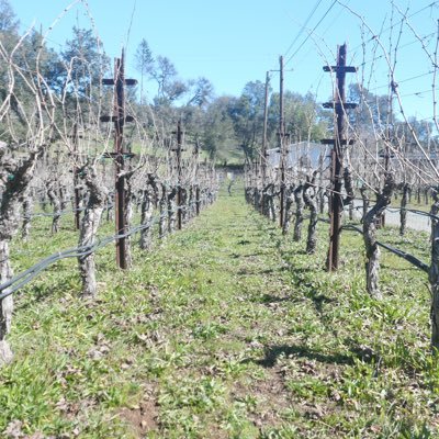 Micro-terroir vineyards and wine