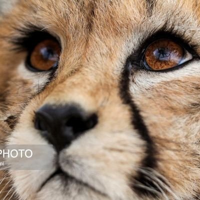 برانداز
مشروطه خواه
آزادیخواه
بی دین
و اخلاق گرا