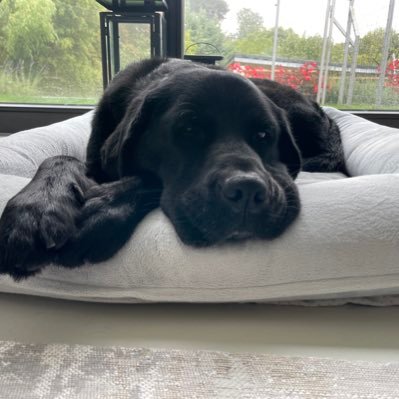 TamasKalman71's profile picture. 