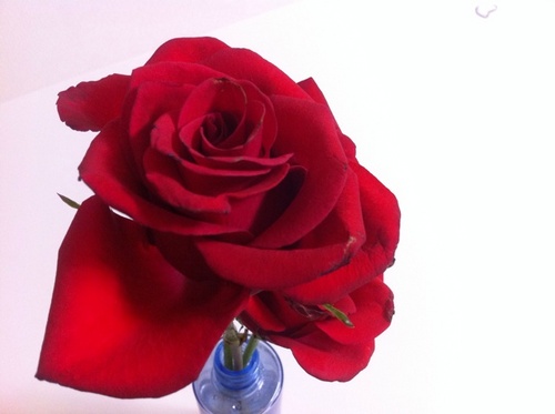 xxo_xxx's profile picture. #sanbon 1.산본당 2.저랑 개인적으로 아는사이 3.제가먼저 팔로한 3가지 경우가 아니시면 팔로하지마세요. 그럴시 이유불문 누구든지 바로 블락!! 산본당이시면 팔로시 멘션주세요. 멘션없음 바로 블락처리.