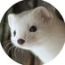 Pops (@pops_the_weasel) Twitter profile photo Pops (@pops_the_weasel) Twitter profile photo