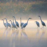 شوكو (@cd32d7884219479) 's Twitter Profile