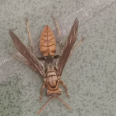 goudong74201557's profile picture. 在天津，175/24/14cm，有偿约妹子，不打扰生活，爱健身，有腹肌，人形打桩机。