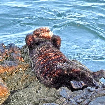 北海道の道東にある浜中町で海鳥や野生のラッコの調査や保全活動をしています。本業はえとぴりか村（ゲストハウス）の村長です。