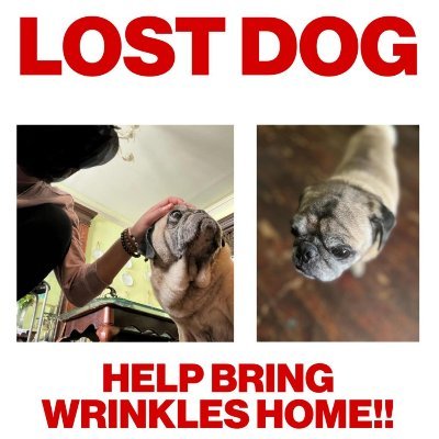 On Sept 17th 2022 @7:55pm my son/ dog was stolen from his block in Bklyn NY. I contacted the people who found him and they refused to return him I need my son