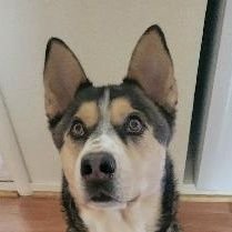 RWSapper's profile picture. Constitutionalist, Christian, Father, Veteran, #2A, #Mojo50Jackhole, #CodeOfVets #pathead 1A & 2A