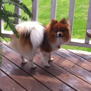 LaurenDoyel's profile picture. 