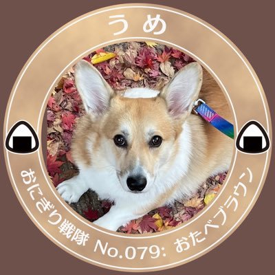 NO DOG NO LIFE 2021年4月生。友人を介して保護しました。血統書などの書類を全て紛失され大阪生まれ誕生日不明。病院の先生が4／1しましょうかと主と同じ誕生日になりました。🏠京都府在住。コーギーのうめとの日常 Twitter不慣れで失礼します