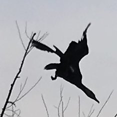 piwrks's profile picture. 