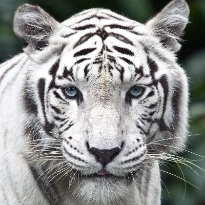 ewuzhe's profile picture. 形而上者謂之道，形而下者謂之器
