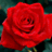 dynivumokes's profile image
