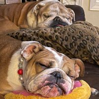 2boujeebulldogs(@2boujeebulldog2) 's Twitter Profile Photo