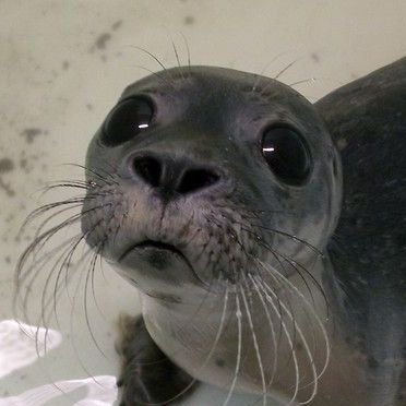 cmzzja's profile picture. seal of approval