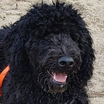 xjaniiix1's profile picture. Des Pudels Kern!