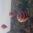 duamargui's profile image