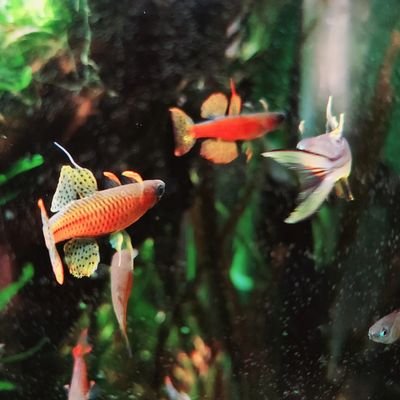 pseud0mugil_sp's profile picture. 北の大学院生M1　水草の研究やりつつ趣味で水草水槽と熱帯魚