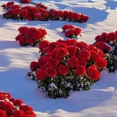 naikpritesh's profile picture. 