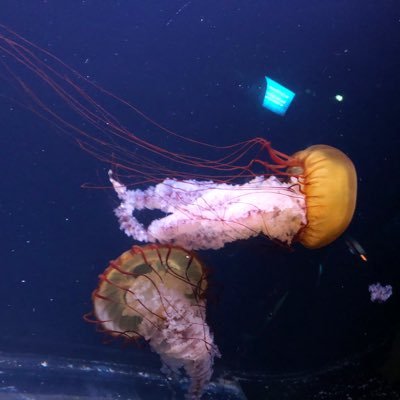 MonKat166's profile picture. 