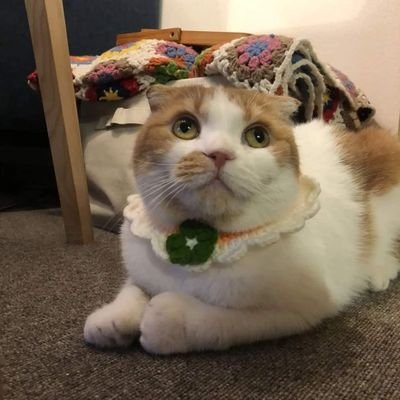 kkomotheket's profile picture. i love my hooman, jung wheein ❤
