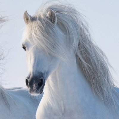 RoySanem Profile Picture