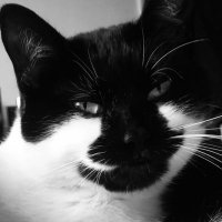 Tinsel🐾🐈‍⬛(@TinselTheCat) 's Twitter Profile Photo