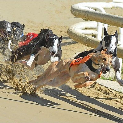 A Greyhound Racing Stadium located in Essex. Racing every Mon AM & PM, Wed AM & PM,Fri AM & PM. 

Racing available at: https://t.co/yI9mIpWldz