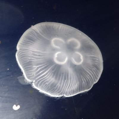 くらげの水槽∞さんのプロフィール画像